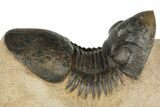 Paralejurus Trilobite Fossil - Foum Zguid, Morocco #204306-3